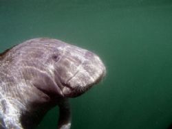Manatee.Camera olympus c-5050,ikelite houseing, wa lens.T... by Ray Eccleston 